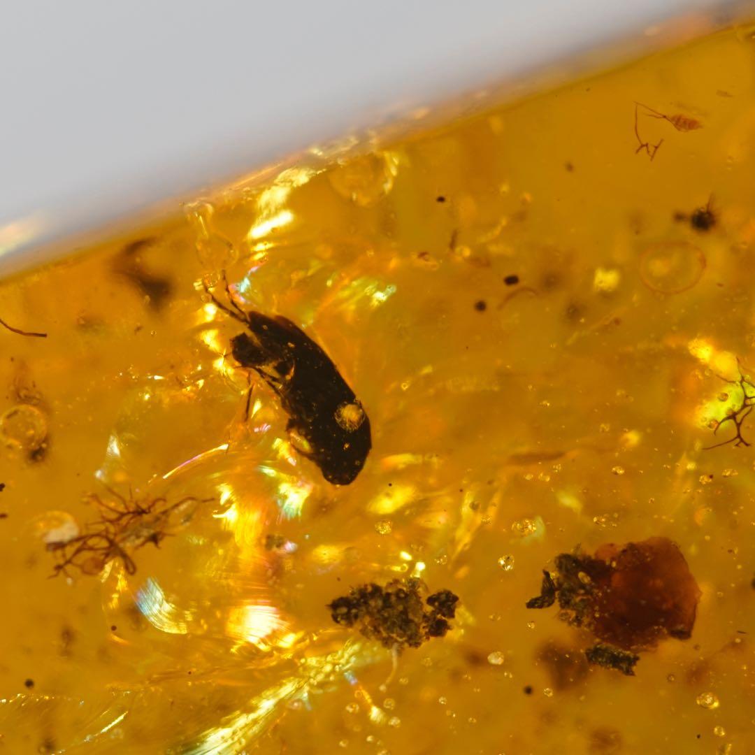 レア極上品TT0033花虫入り琥珀化石ミャンマーカムティかタナイ産9900万年前