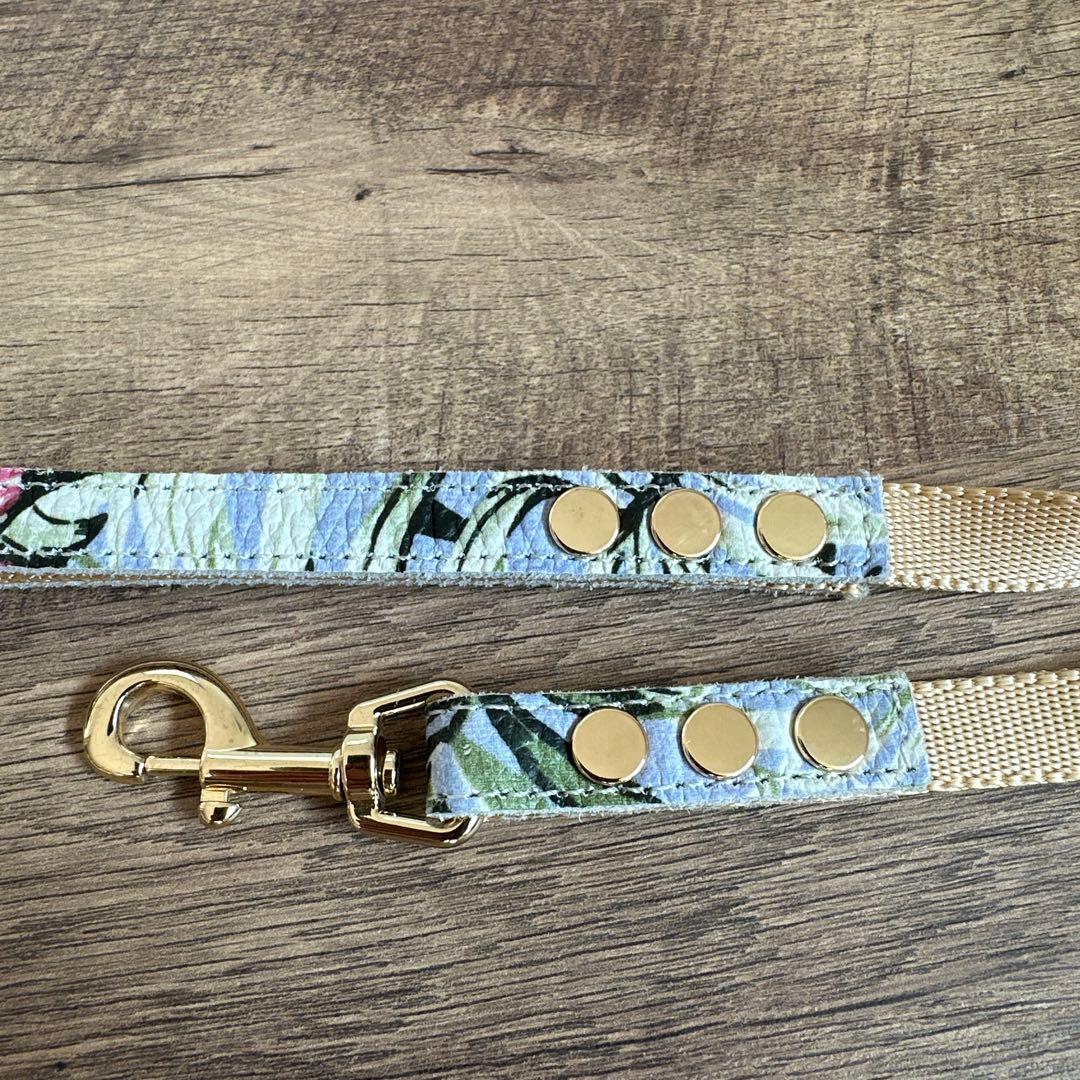 バディベルト　 BB バハマ 5号　 アクセントリード