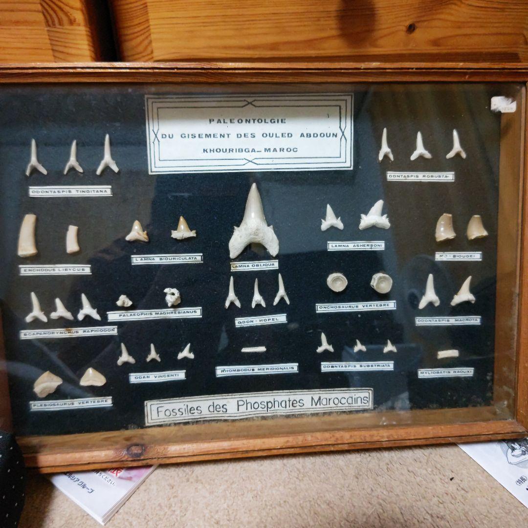 モロッコ産サメの歯化石標本