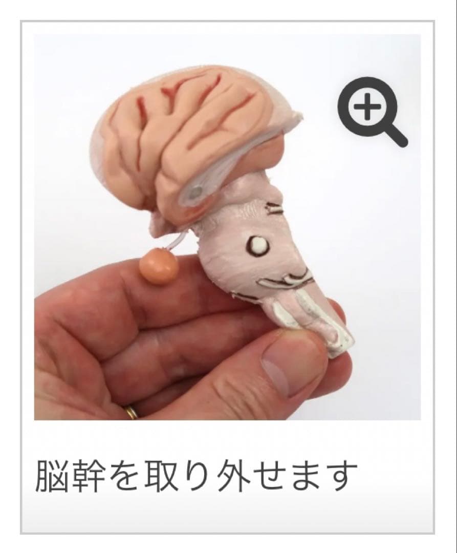 脳模型 5分解モデル 3B Smart Anatomy 実物大　新品未使用