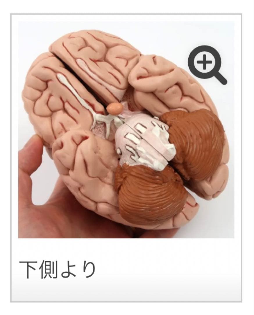 脳模型 5分解モデル 3B Smart Anatomy 実物大　新品未使用