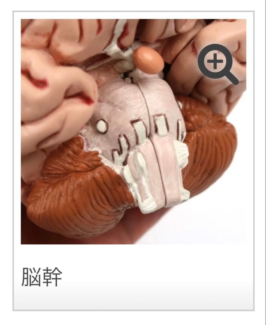 脳模型 5分解モデル 3B Smart Anatomy 実物大　新品未使用