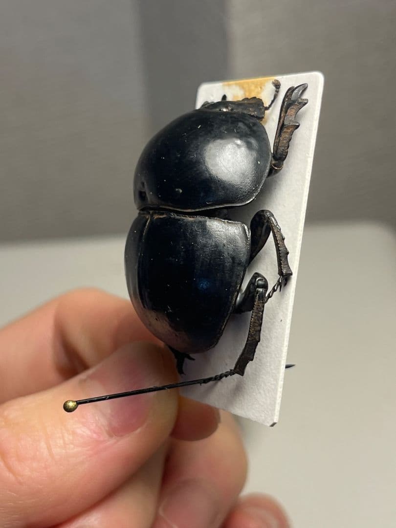 【未展足38mm】ピンポンタマオシコガネ 　スカラベ　フンコロガシ標本