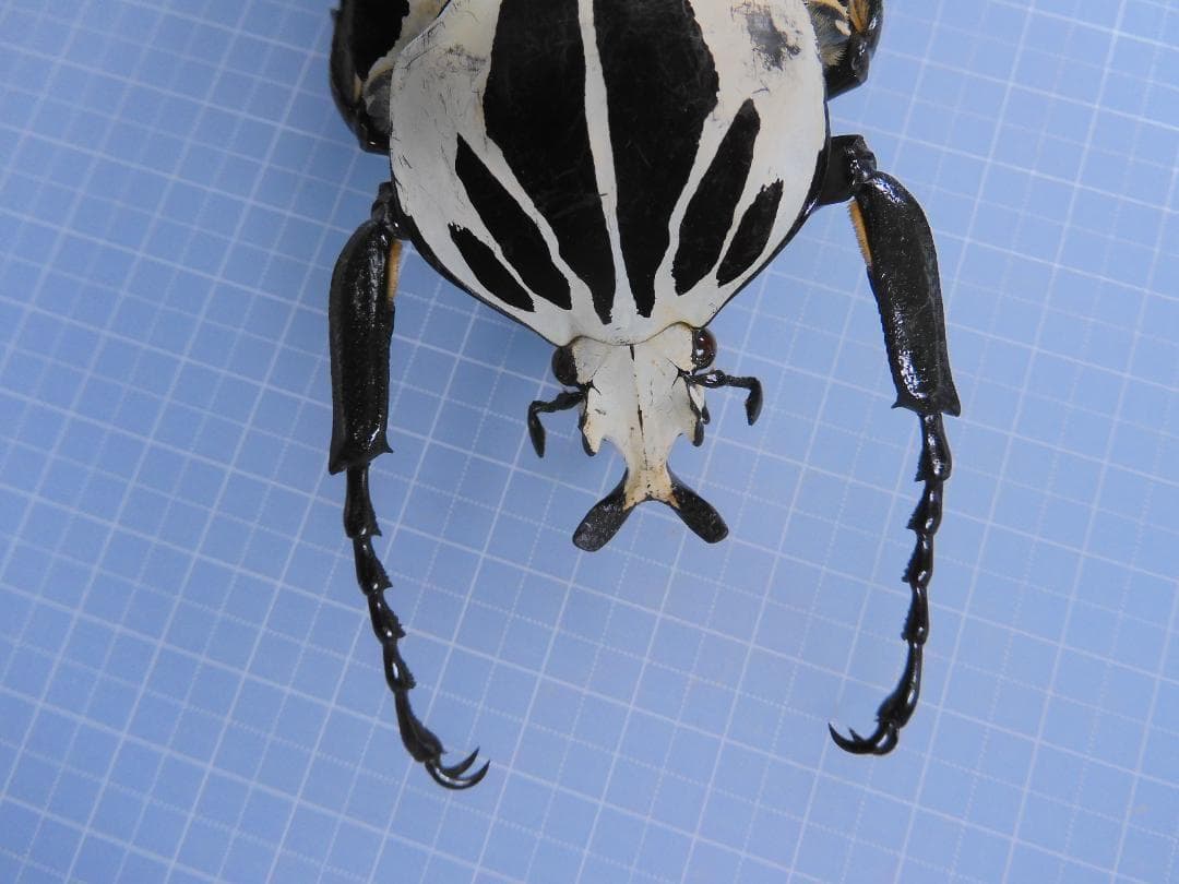 標本 Ivorycost Goliathus regius 89mm
