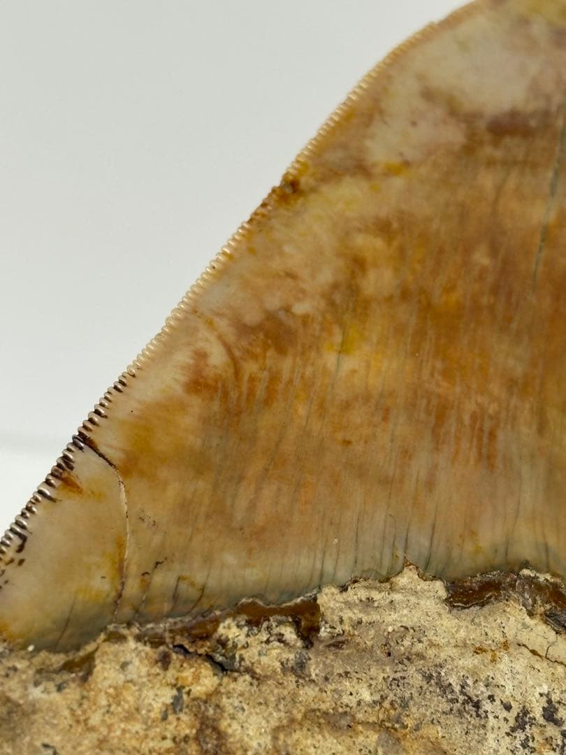 化石 サメの歯メガロドンインネシア約13.2cm 約244g新生代第三紀中新世