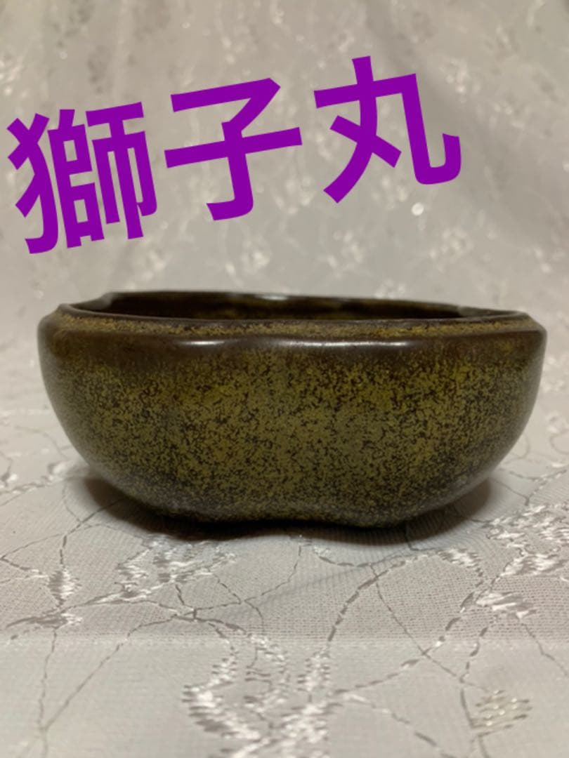 獅子丸　盆栽鉢