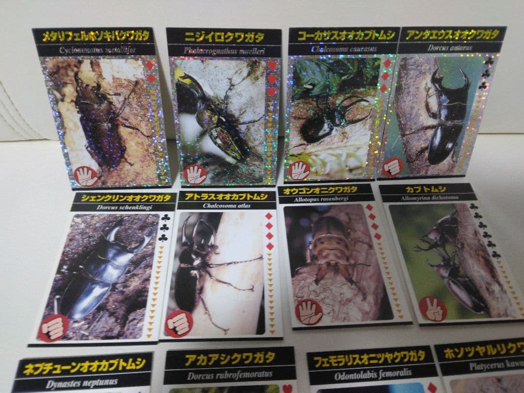 昆虫トレーディングカード 15枚セット