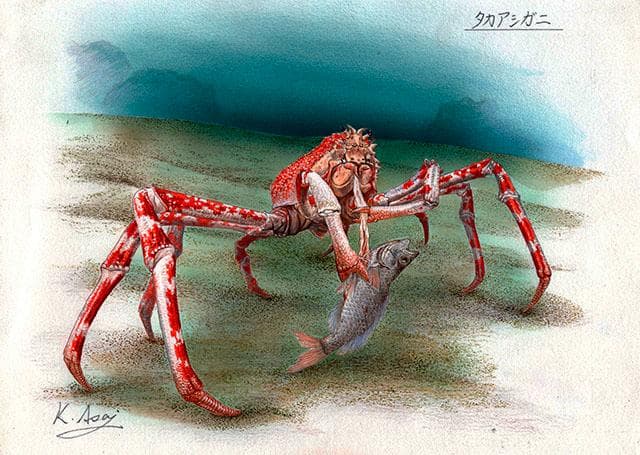 生物細密画画「タカアシガニ」