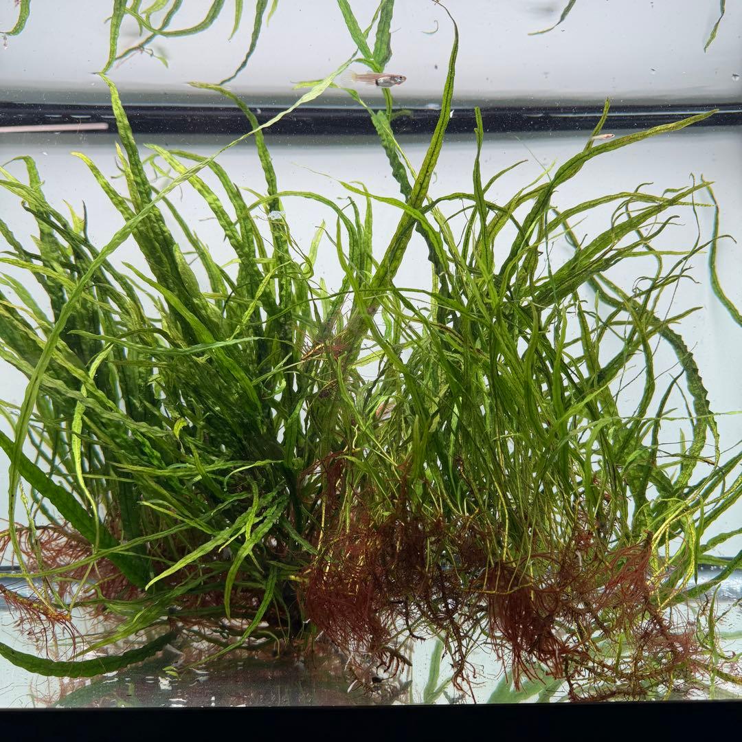 ミクロソリウム 本ナロー ー株大盛(水中葉)(無農薬)