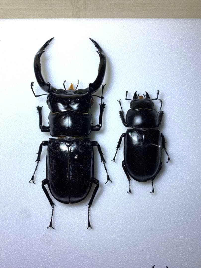 ウエストウッディオオシカクワガタ　原名亜種　ペア標本大型　♂83mm ♀47mm