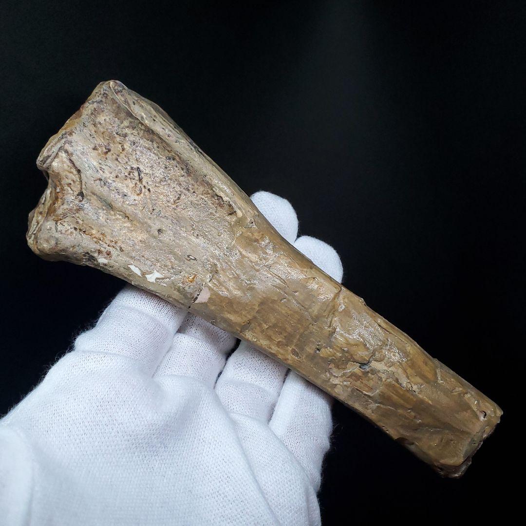 希少 アンハングエラ 化石 中手骨 恐竜 本物 146.81mm fr72