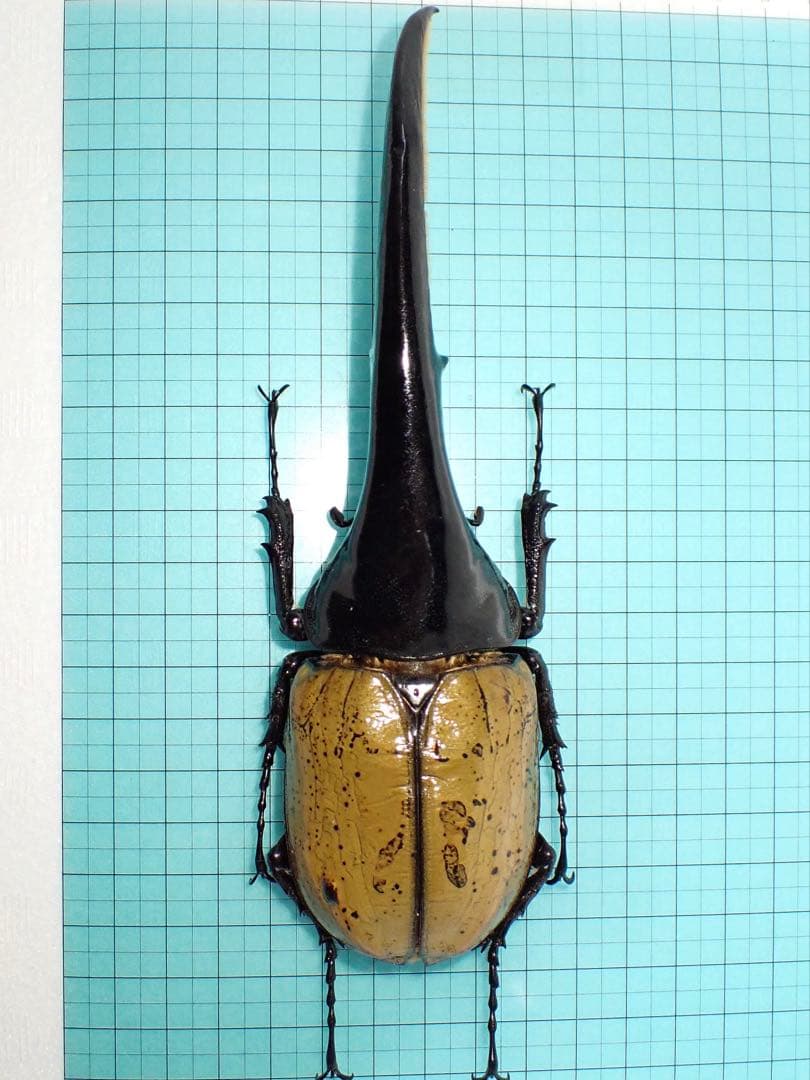 【標本】ヘラクレスオオカブト　原名亜種　グアドループ産　166.1ミリ　飼育品