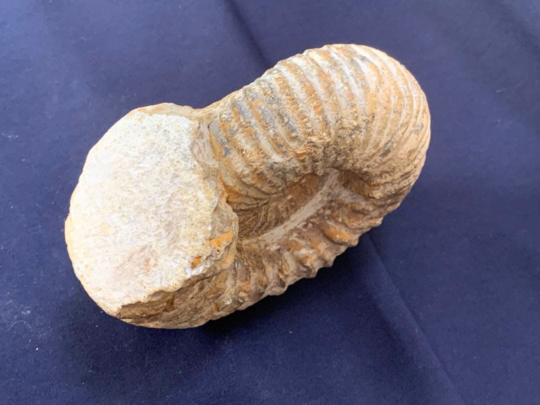 アンモナイト化石　モロッコ産　美品