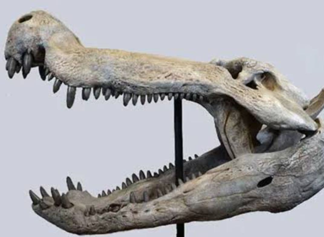 白亜紀　大型ワニ形類　エロスクス　極美麗