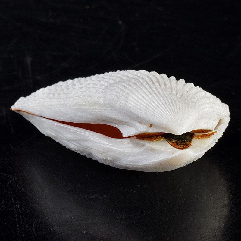 茶道具　粟野芳葉作　乾漆　内金溜　蓑貝香合　共箱　C　R7583