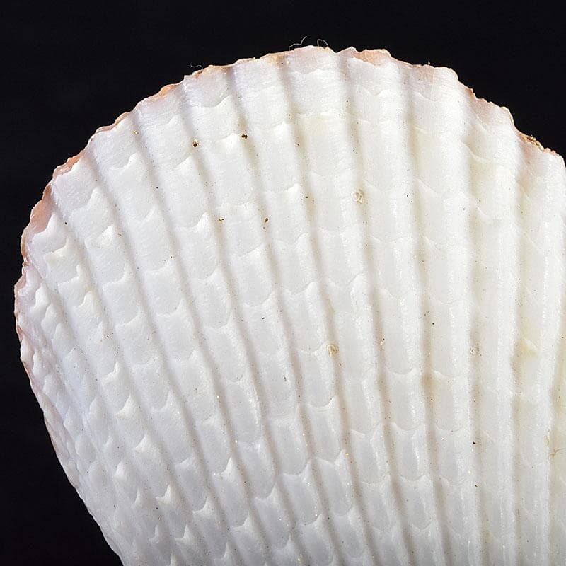 茶道具　粟野芳葉作　乾漆　内金溜　蓑貝香合　共箱　C　R7583