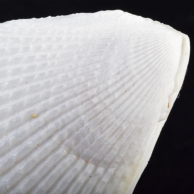 茶道具　粟野芳葉作　乾漆　内金溜　蓑貝香合　共箱　C　R7583