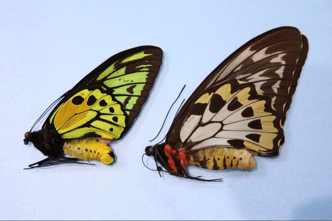 アカメガネトリバネアゲハ！ペア！標本2
