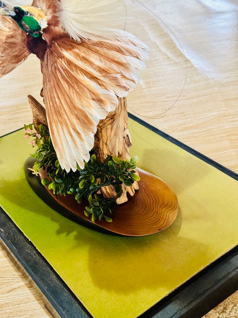 淡*雪様 極楽鳥　アートオブジェ　ガラスケース付き