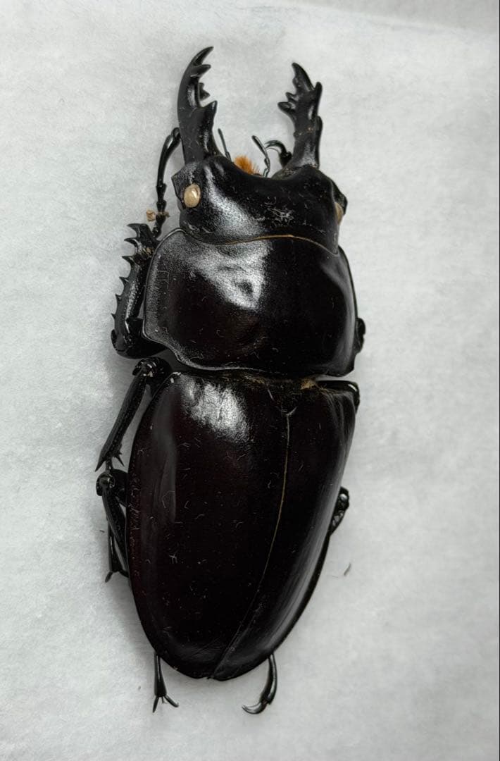 ★野外品クリスマスセール★ヤエヤママルバネクワガタ大歯標本