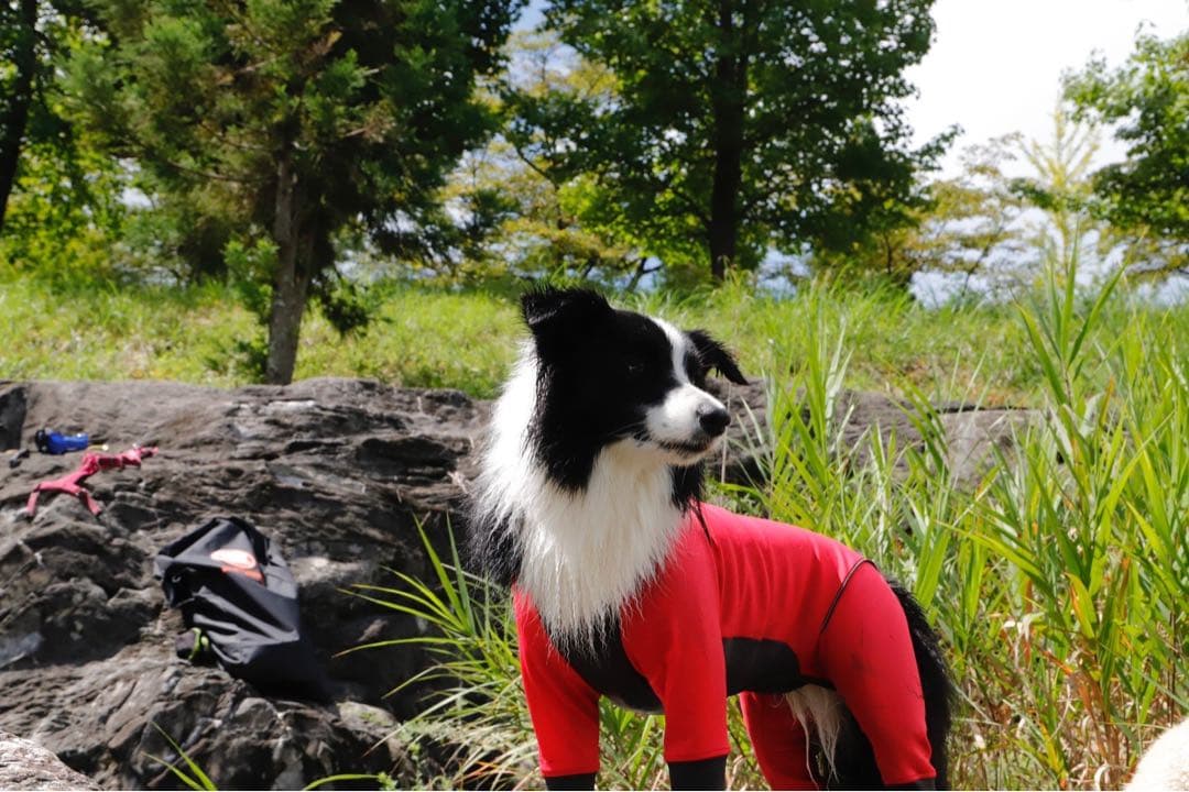 アルファアイコン　ダブルフルドッグガード　3L