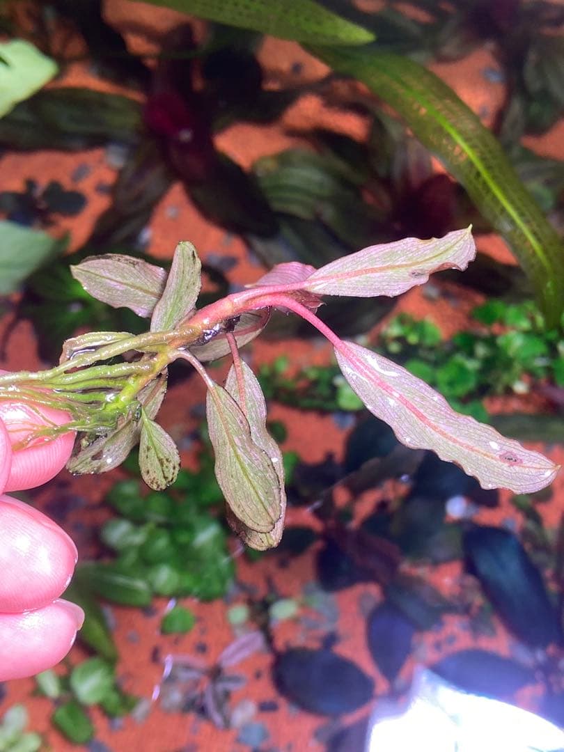 ブセファランドラｓｐ. ピンクバリエガータ斑入り