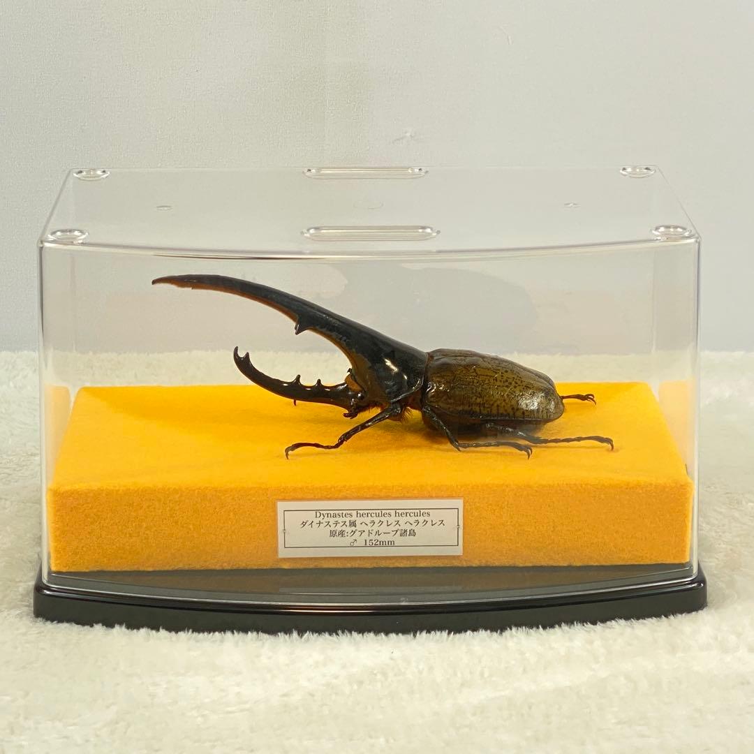 【大型】ヘラクレスオオカブト（ヘラクレス）のオブジェ（標本）