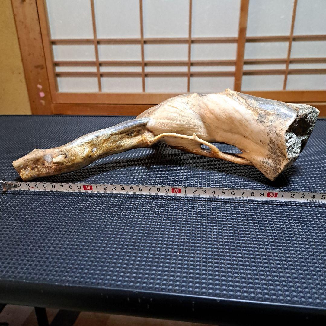 【希少】深海松レインボーコーラル 2.2㎏ 根付け原木(太23cm/細10cm)