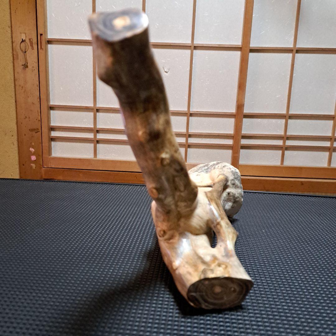 【希少】深海松レインボーコーラル 2.2㎏ 根付け原木(太23cm/細10cm)