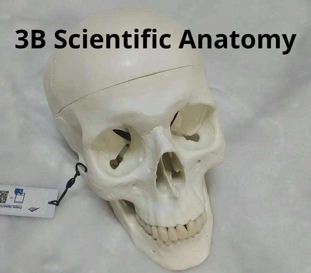 頭蓋骨　脳　模型　セット　3B Scientific Anatomy 人体解剖学
