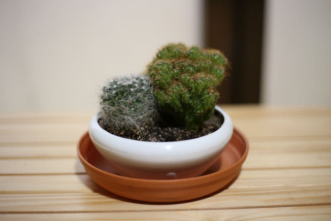 Canon EOS 6D　EF50mm F1.8 STM 他　EOS6D