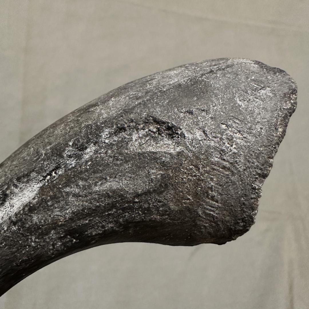 アロサウルス フットクロウ かぎ爪 化石標本 肉食恐竜 獣脚類 1499