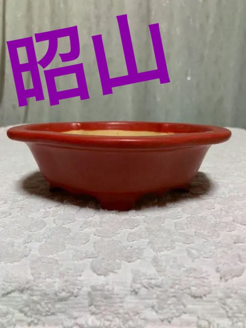 盆栽鉢　昭山