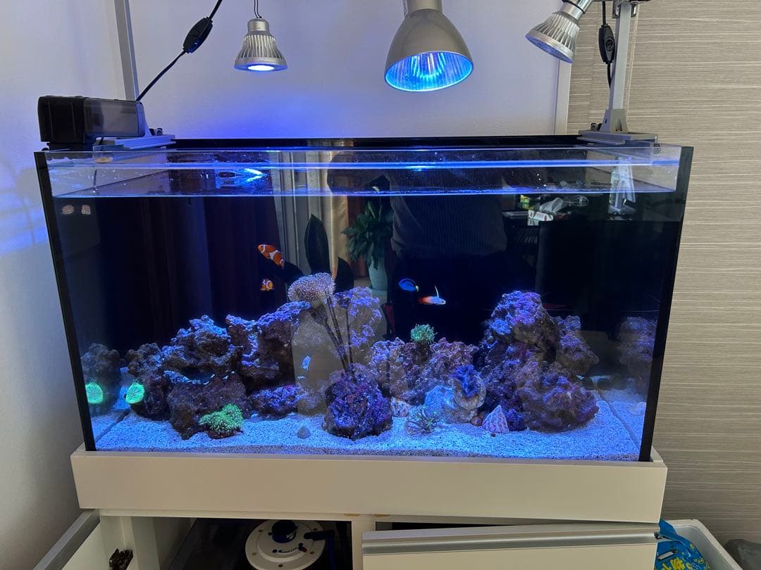 海水魚水槽フルセット早い者勝ち