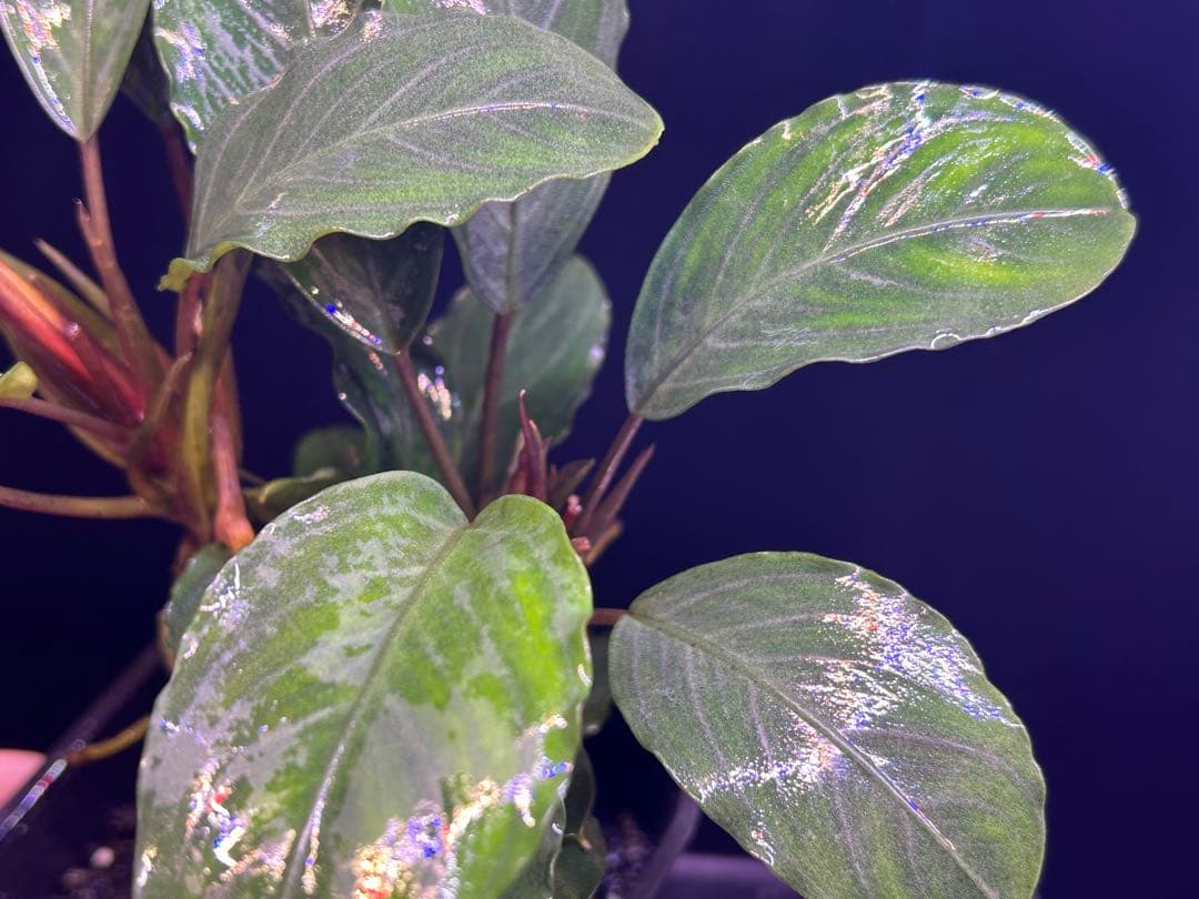 たお品Bucephalandra sp.Pearl gray【TB】