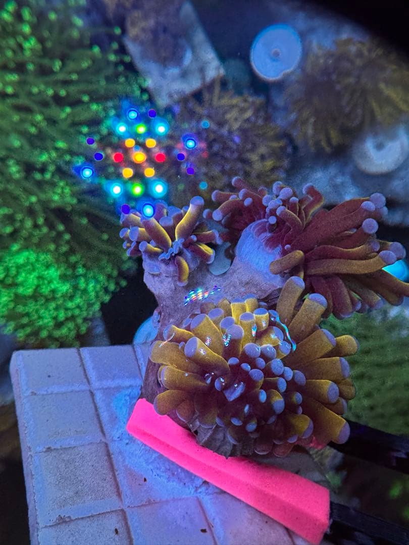 アクアネオンアートローファン専用出品ページ