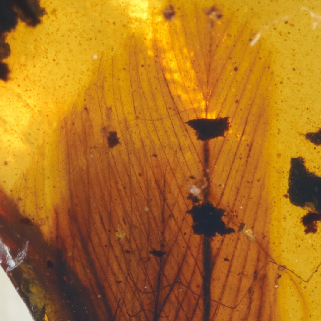 レア極上品 PA0001虫入り琥珀化石　ミャンマーカムティかタナイ9900万年前