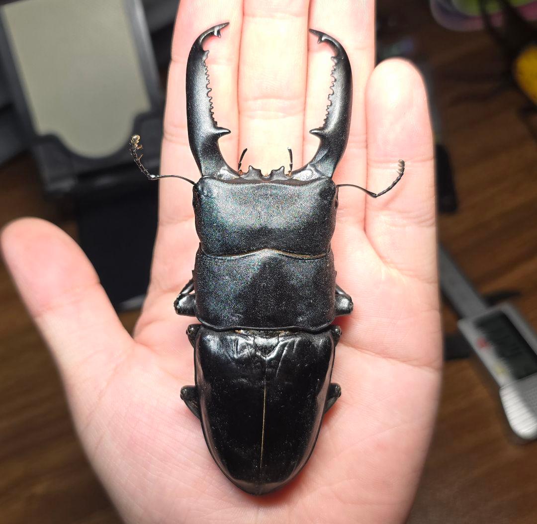 【極レア】 パラワンオオヒラタクワガタ 112up