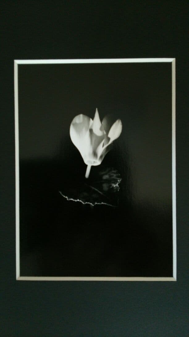 花「暗闇の一輪・・・シクラメン」