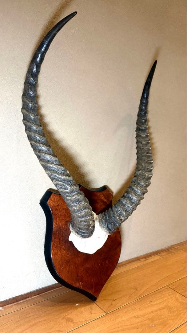 KOB（コブ）角 ハンティングトロフィー アフリカ 剥製 インテリア アート