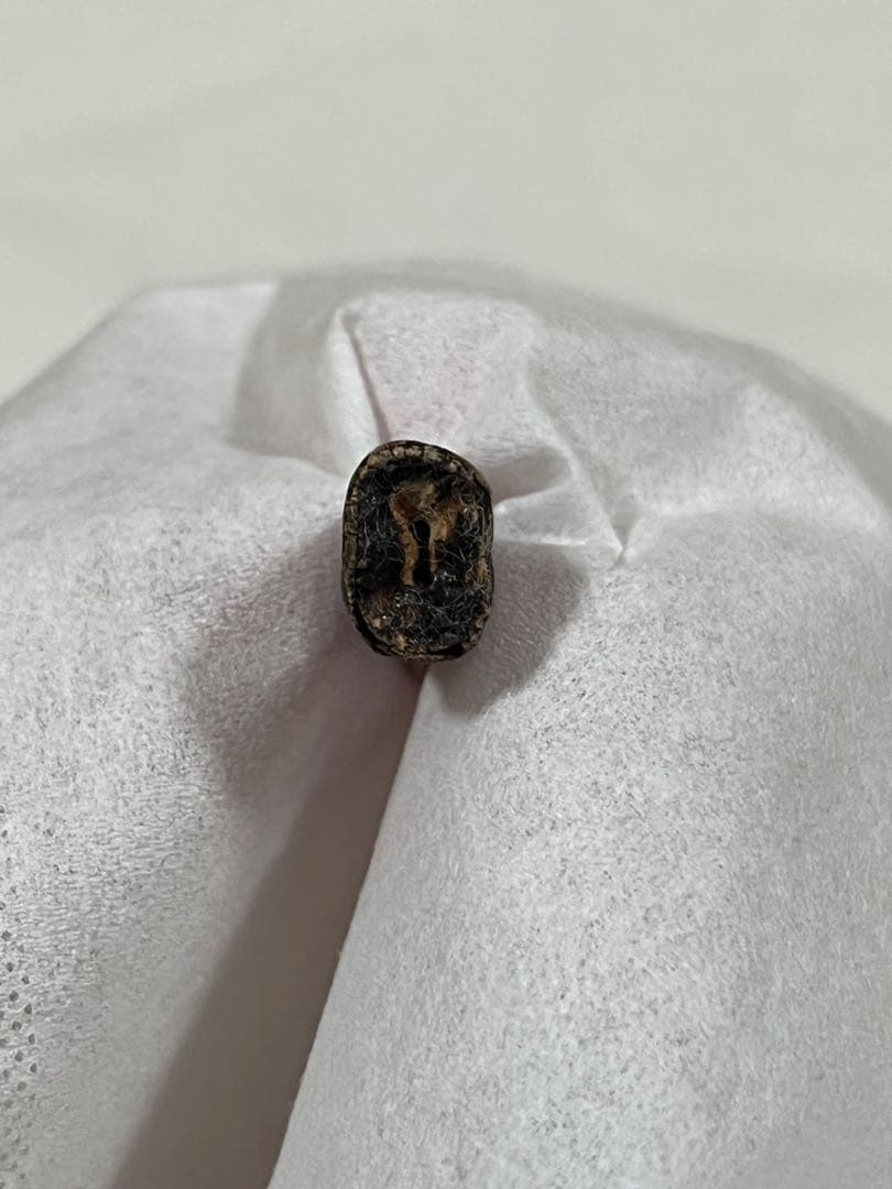 ナノティラヌス　実物歯化石