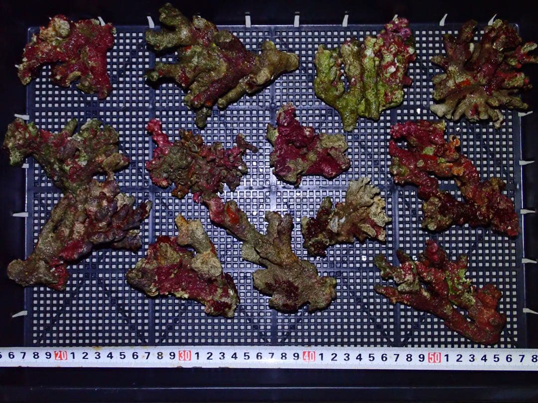 ライブロック　小さめ　13個