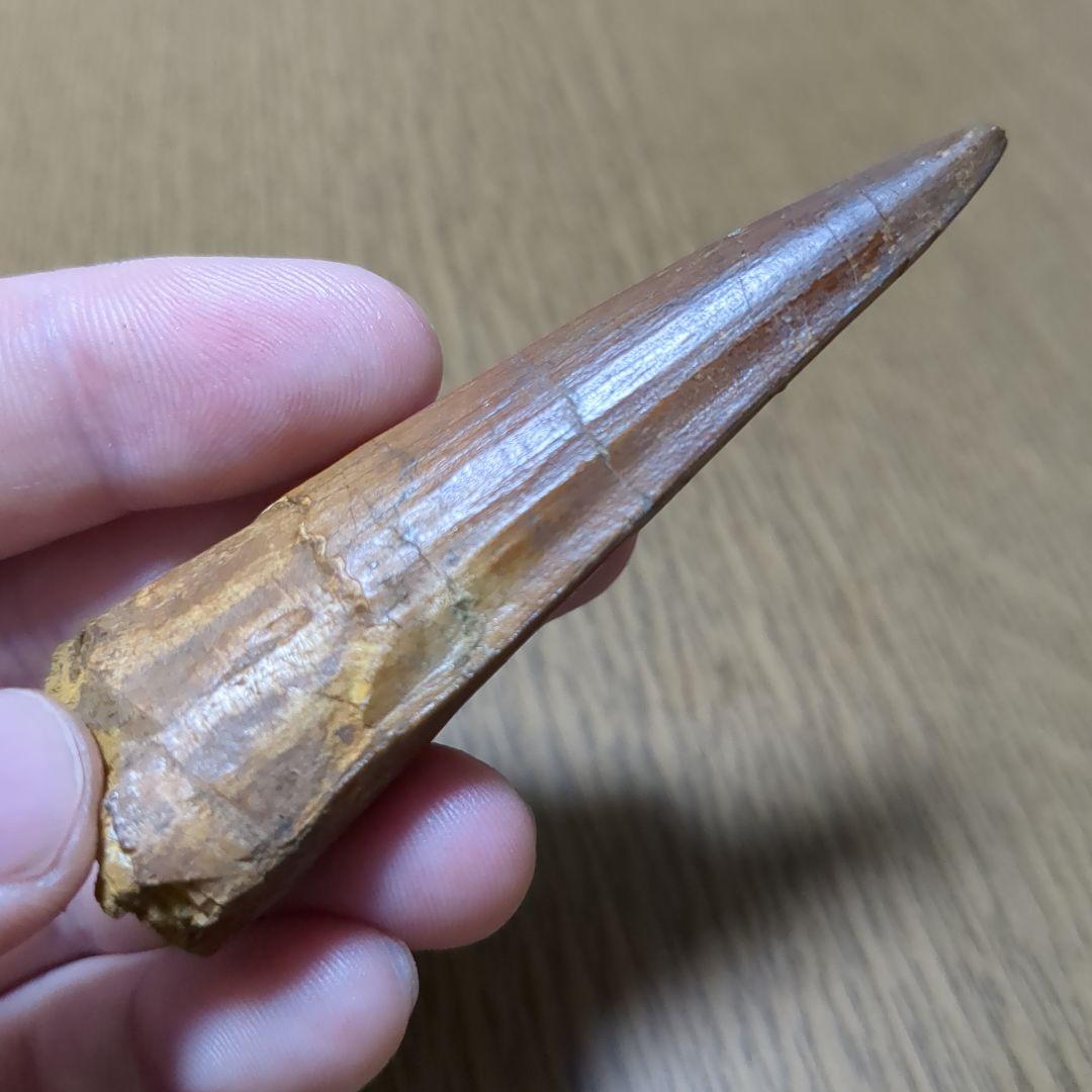恐竜 化石 スピノサウルスの歯化石