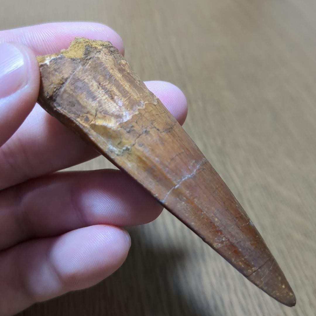 恐竜 化石 スピノサウルスの歯化石