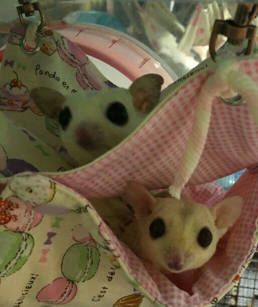 モモンガハウス(パンダマカロン柄Ver.2)   春(夏)秋仕様  1900円