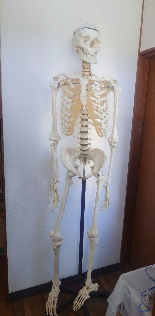 処分価格!!ソムソ社全身模型可動式170cm人体模型ドイツ移動式キャスター付き