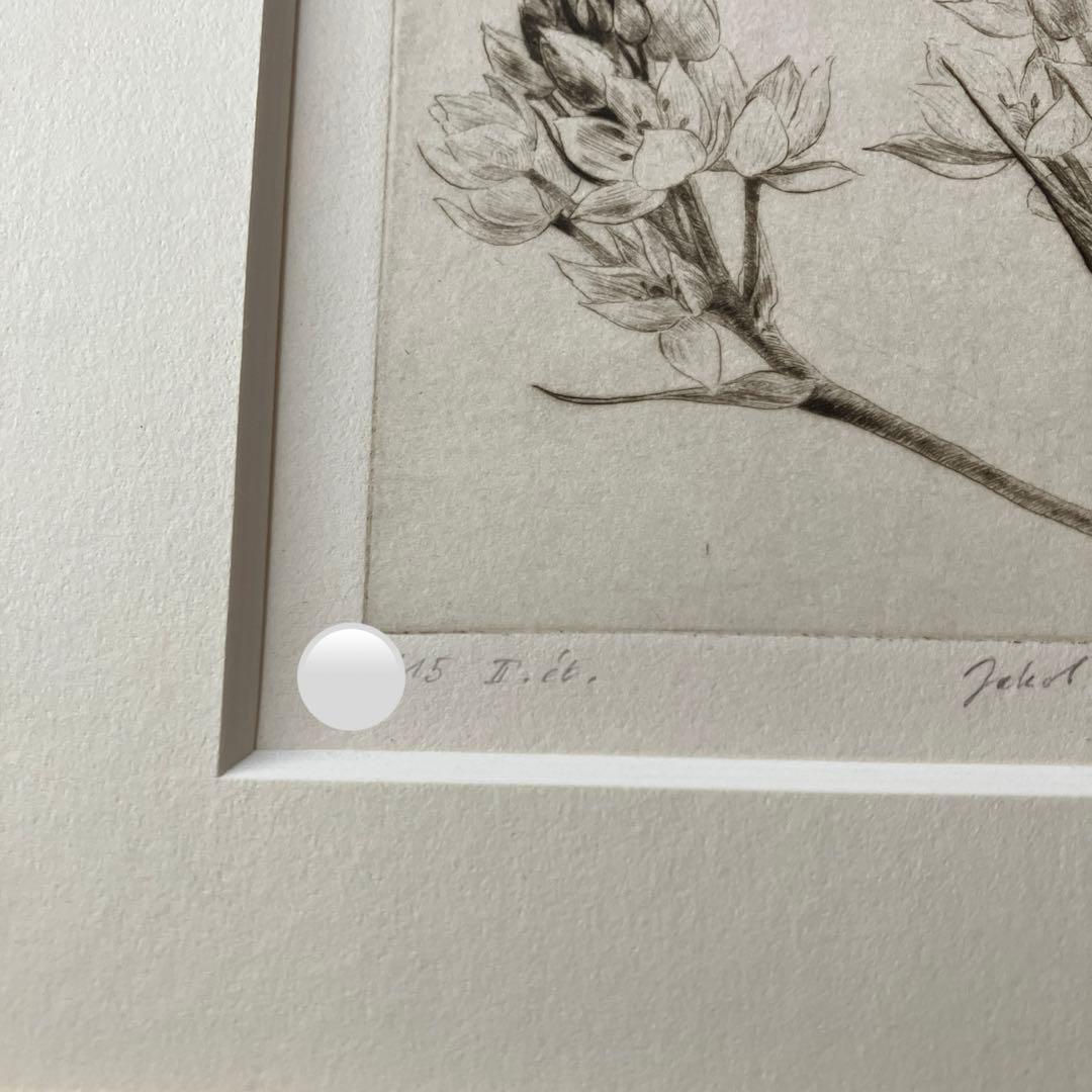 Jakob Demus ダイヤモンドドライポイント技法エッチング　ボタニカル画