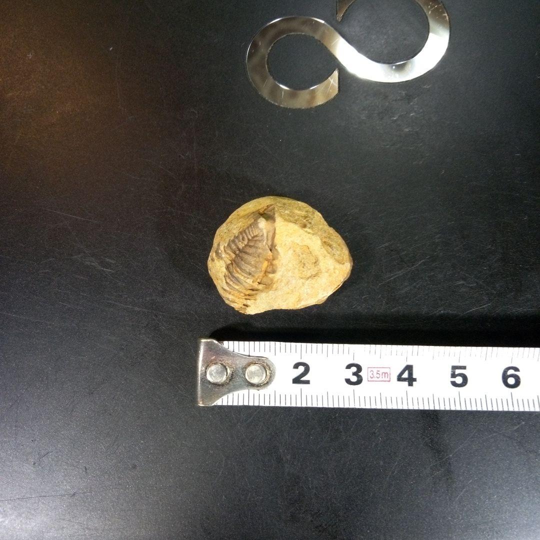 三葉虫　化石　fossil　海　ボリビア産　trilobite　海生動物分類③
