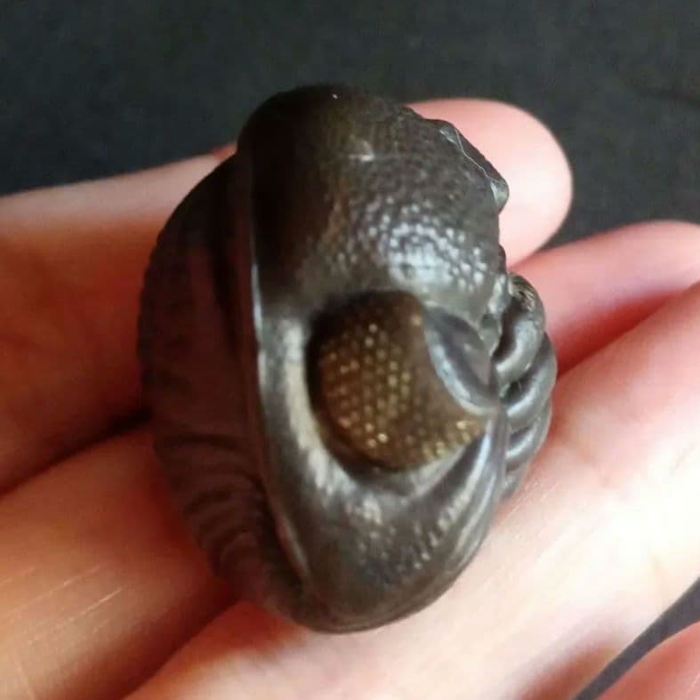 USA　三葉虫　エルドレドゲオスプ　33mm