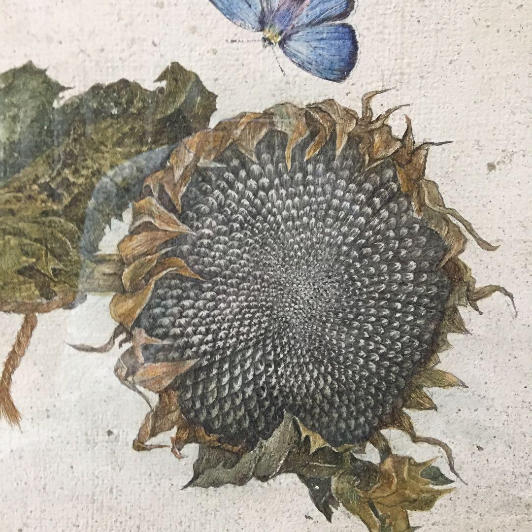 織田 阿奴 作  水彩画